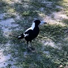 Gymnorhina tibicen dorsalis