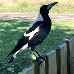 Gymnorhina tibicen dorsalis