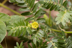 Tribulus terrestris
