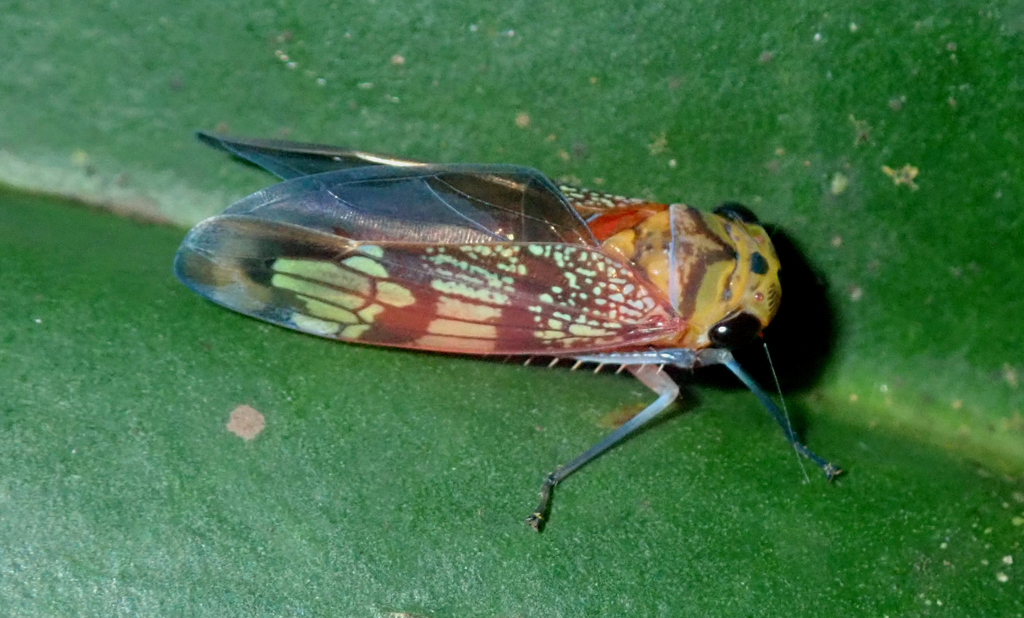 Amblyscarta pulchra
