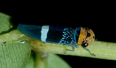 Amblyscarta unifasciata