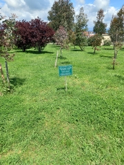 Eucalyptus caesia