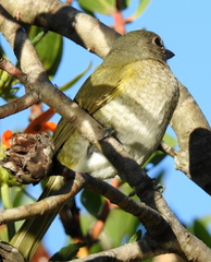 Telophorus olivaceus