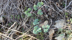 Thalictrum petaloideum