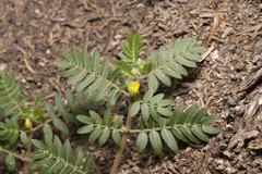Tribulus terrestris