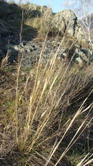 Stipa capillata