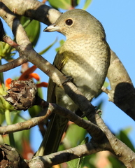 Telophorus olivaceus