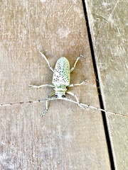 Rosenbergia megalocephala