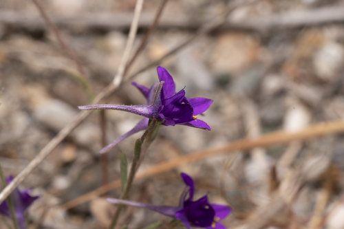 Image of Delphinium arenarium by (c) Eleftherios Katsillis, some rights reserved (CC BY)