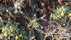 Astragalus ceratoides