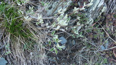 Cotoneaster melanocarpus