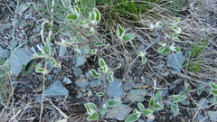 Cotoneaster melanocarpus