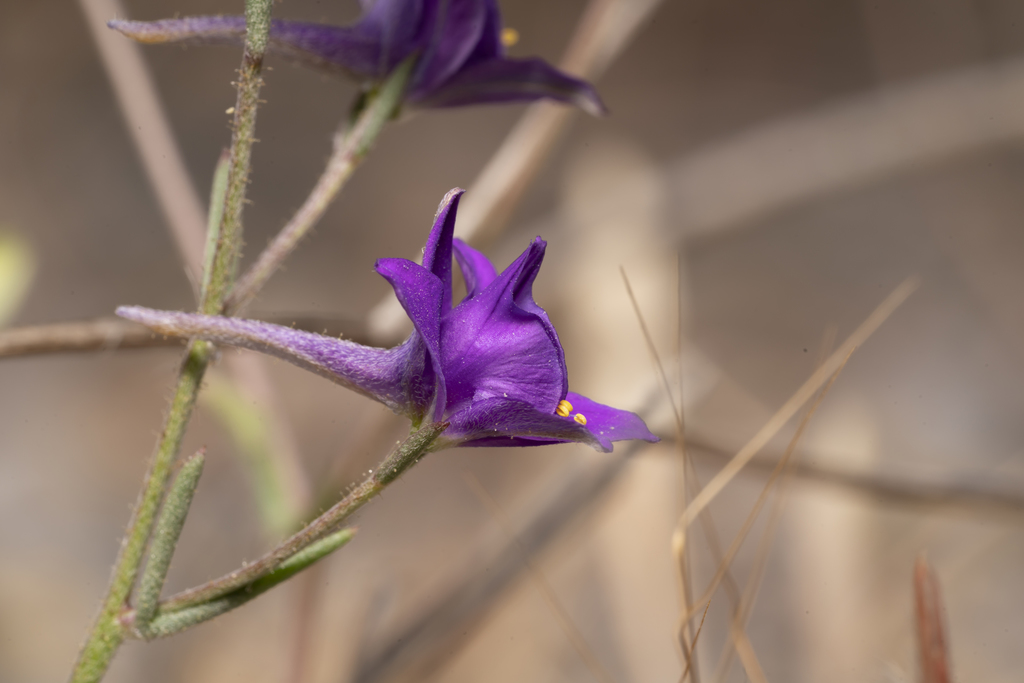 Rhodian Larkspur