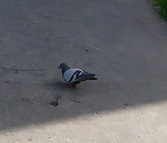 Columba livia domestica