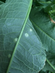 Puccinia phragmitis