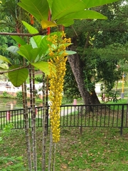 Lophanthera