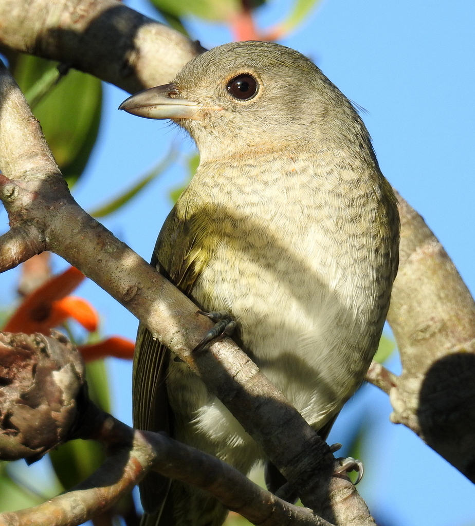 Olive Bushshrike