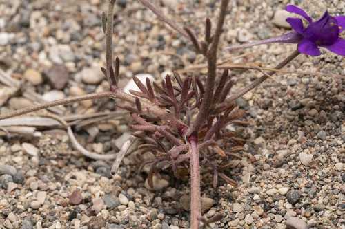 Image of Delphinium arenarium by (c) Eleftherios Katsillis, some rights reserved (CC BY)