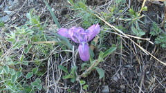 Iris tigridia