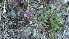Astragalus ceratoides