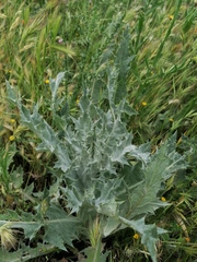 Onopordum acanthium