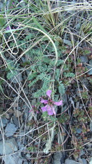 Astragalus ceratoides