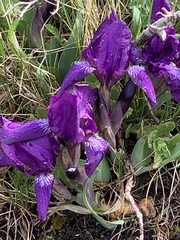 Iris