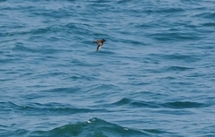 Hydrobates monorhis