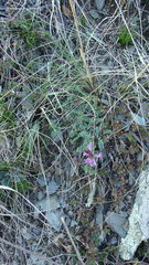 Astragalus ceratoides