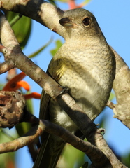 Telophorus olivaceus