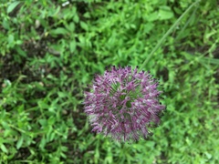 Allium fetisowii