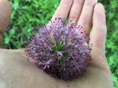 Allium fetisowii