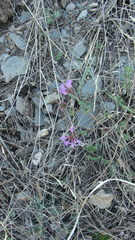 Astragalus ceratoides