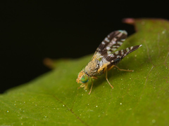 Spathulina acroleuca