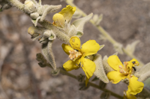 Image of Verbascum syriacum by (c) Eleftherios Katsillis, some rights reserved (CC BY)