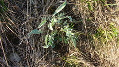 Psephellus sibiricus