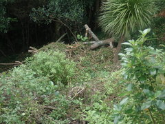 Haloragis erecta erecta