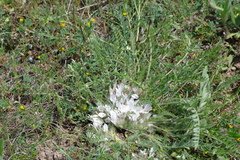 Astragalus dolichophyllus