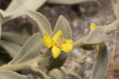 Verbascum syriacum