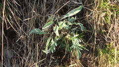 Psephellus sibiricus