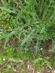 Cirsium vulgare