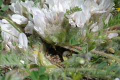 Astragalus dolichophyllus