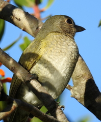 Telophorus olivaceus