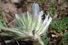 Astragalus dolichophyllus