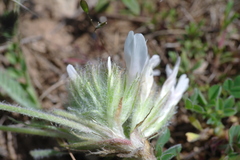 Astragalus dolichophyllus
