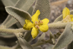 Verbascum syriacum