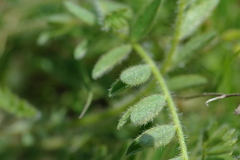 Astragalus dolichophyllus