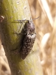 Actenicerus siaelandicus