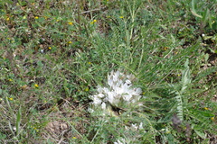 Astragalus dolichophyllus