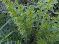 Cruciata glabra